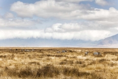 "Salvajes". Cebras corriendo en la zona de conservación de Ngorongoro, Tanzania.